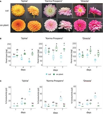 Senescence in dahlia flowers is regulated by a complex interplay between flower age and floret position